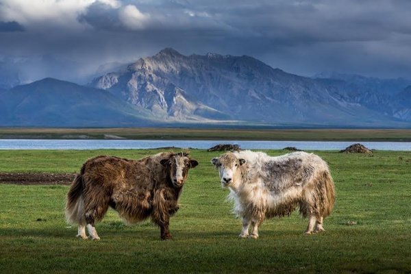 Zwei Yaks auf einer Weide in der Mongolei